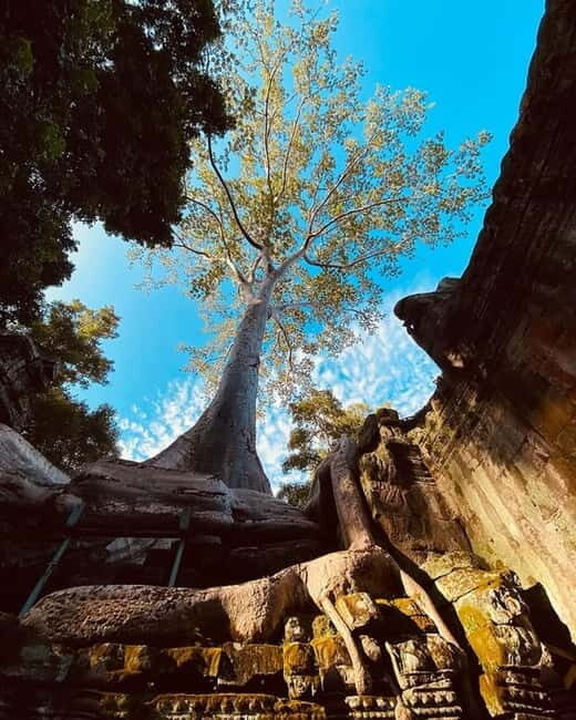 1-Day Trip to Angkor Wat with a Private or Shared Guide in Spanish - Ta Prohm: the tree roots that steal the show