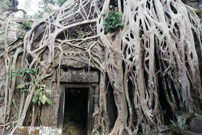 Afternoon Angkor Wat Private Tour with Sunset - Ta Prohm: the tree-covered temple that turns ruins into a scene