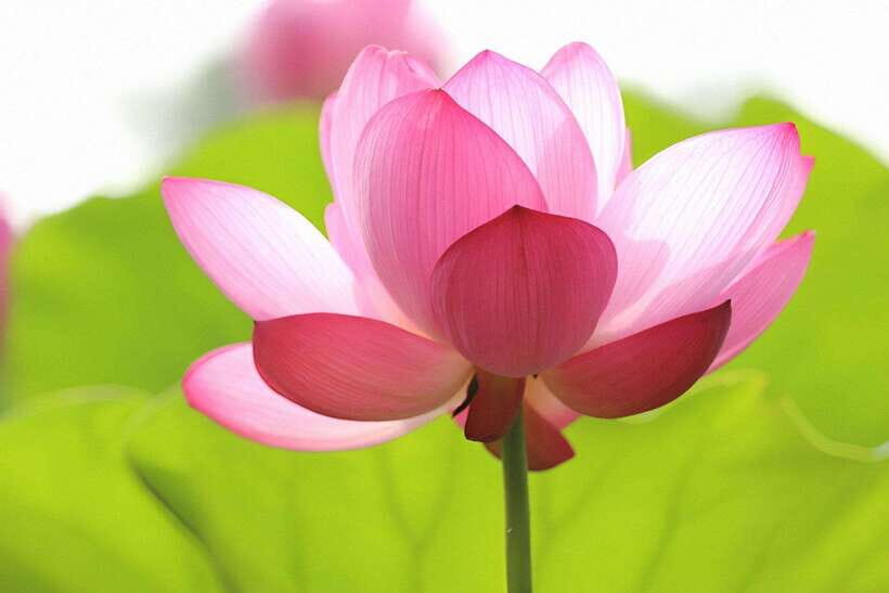 Angkor Silk Farm & Lotus Silk Farm: Siem Reap Discovery Tour - Practical tips to make it smoother