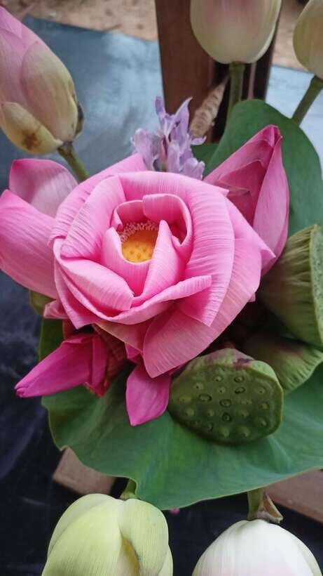 Angkor Silk Farm & Lotus Silk Farm: Siem Reap Discovery Tour - Angkor Silk Farm: from mulberry to cocoons to hand weaving