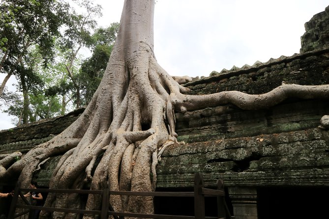 Angkor Temples Private Full-Day Tour from Siem Reap (Free Child) - Ta Prohm: the jungle temple that makes everyone stop talking