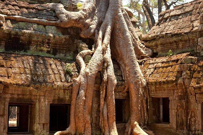 Angkor Wat Private Day Tour - Ta Prohm: the jungle-tree temple and how to enjoy the full 2 hours