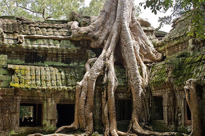 Angkor Wat Sunrise & Small Circuit Tour - Ta Prohm: Tomb Raider fame, but with real Khmer context