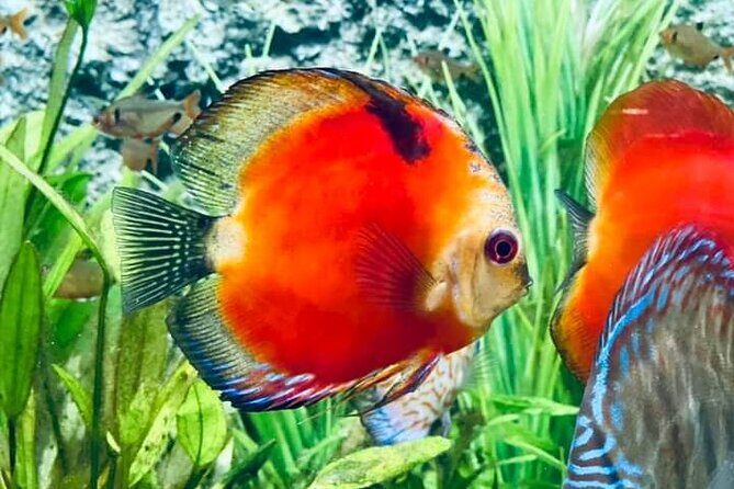 Angkor Wildlife & Aquarium Halfday tour - Quick hits before you go