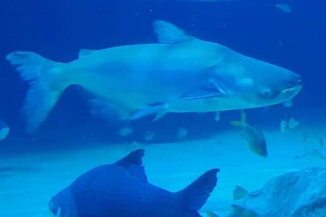 Angkor Wildlife & Aquarium Halfday tour - What you can expect to see inside