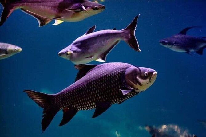 Angkor Wildlife & Aquarium Halfday tour - Price and value: $29 includes a lot, but tickets are extra