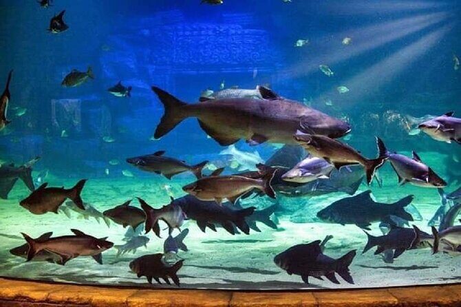 Angkor Wildlife & Aquarium Halfday tour - Possible drawbacks to consider before you book