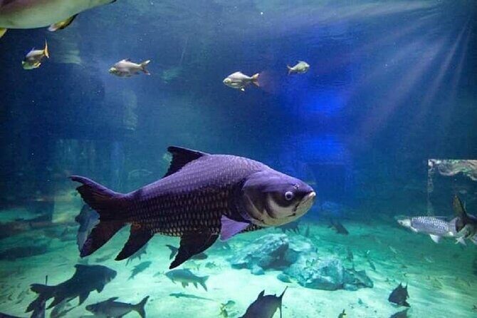 Angkor Wildlife & Aquarium Halfday tour - Should you book Angkor Wildlife & Aquarium Halfday?