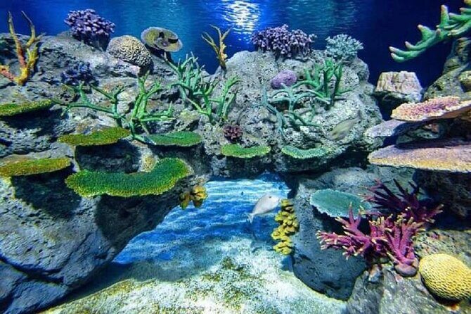 Angkor Wildlife & Aquarium Halfday tour - How the 4-hour tour works in real life