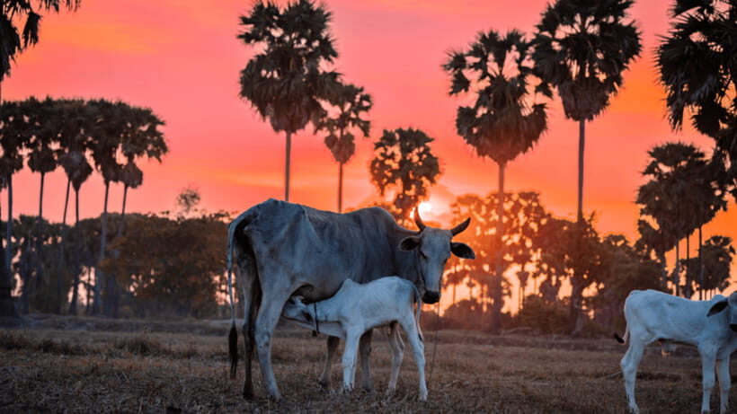 Authentic Siem Reap: Tuk Tuk Countryside and Sunset Tour - How pickup and the route set the mood fast