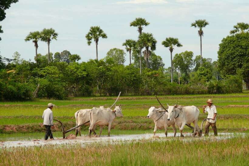 Back to Basics: Siem Reap Village Tour in Cambodia - Inside the Village: Crafts, Wells, and Rice Wine by Hand
