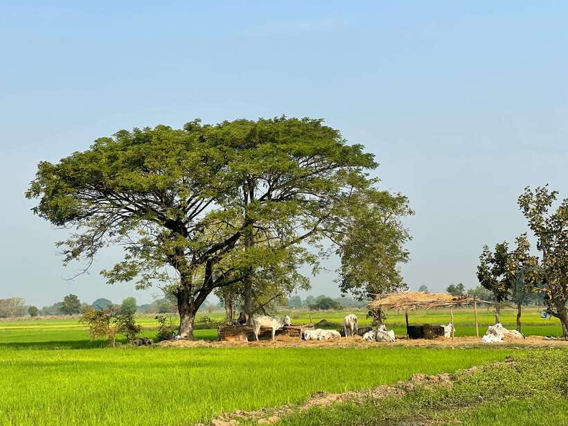 Battambang: Bamboo Train, Bat Cave and Killing Cave Tour - A 1:00 PM Battambang circuit: colonial landmarks, river views, and big-city context