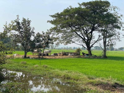Battambang: Bamboo Train, Bat Cave and Killing Cave Tour - Starting in Krong Battambang: France colonial buildings and Wat Domrey Sor