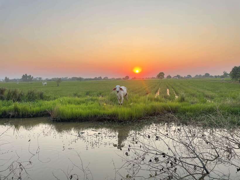 Battambang: Bamboo Train, Bat Cave and Killing Cave Tour - Bat Cave experience: watching bats emerge and why you should arrive ready