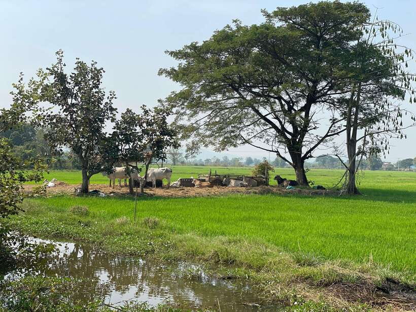 Battambang: Bamboo Train, Bat Cave and Killing Cave Tour - Starting in Krong Battambang: France colonial buildings and Wat Domrey Sor