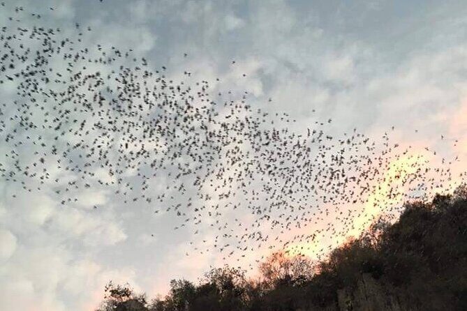 Battambang Private afternoon tour bamboo train bat cave & village - Key Highlights Worth Showing Up For