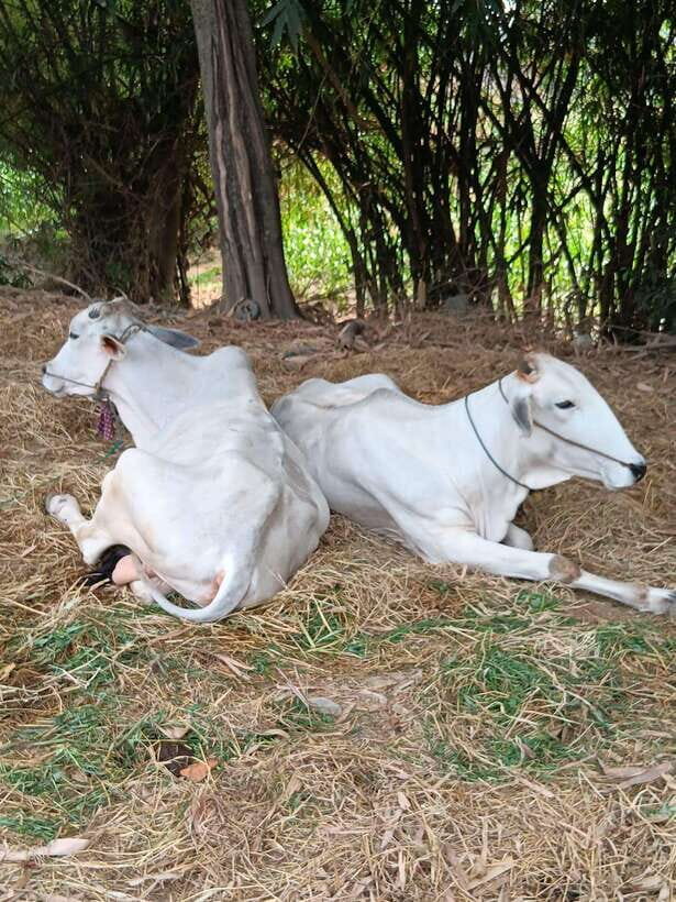 Battambang Private Full-Day Tour - Key points to know before you go