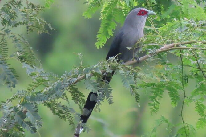 Beyond The Oudong Temple and Birdwatching in Phnom Penh - Key highlights at a glance