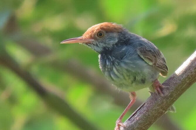 Beyond The Oudong Temple and Birdwatching in Phnom Penh - Morning countryside and waterbirds: where kingfishers and herons start the day