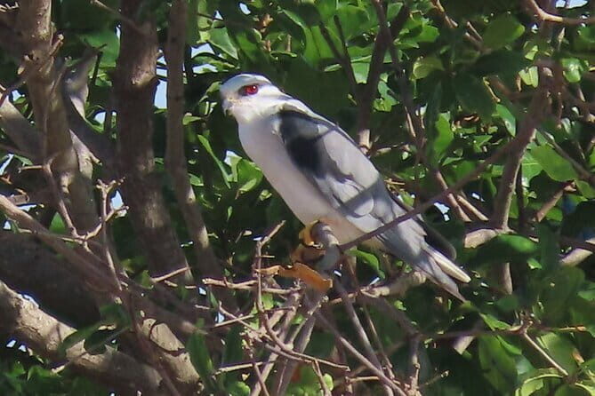 Beyond The Oudong Temple and Birdwatching in Phnom Penh - What to bring for a calm, comfortable early start