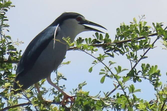 Beyond The Oudong Temple and Birdwatching in Phnom Penh - Tonle Sap Riverside birding: rice fields, river life, and key species chances