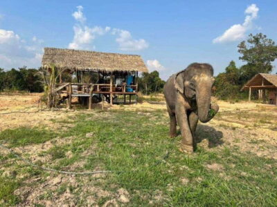 Cambodia Elephant Sanctuary Include Hotel Transfer Roundtrip - Cambodia Elephant Sanctuary in Siem Reap: what makes this experience different