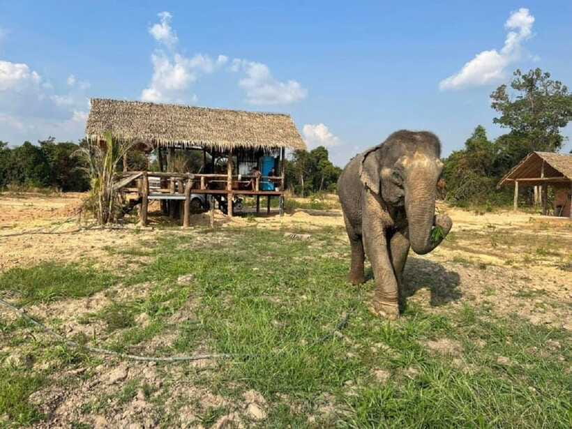 Cambodia Elephant Sanctuary Include Hotel Transfer Roundtrip - The on-site block: what happens during the 3 hours at the sanctuary