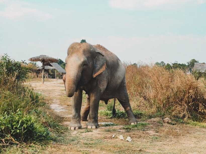 Cambodia Elephant Sanctuary Include Hotel Transfer Roundtrip - Elephant Cooking Activity: learning that makes the feeding feel meaningful