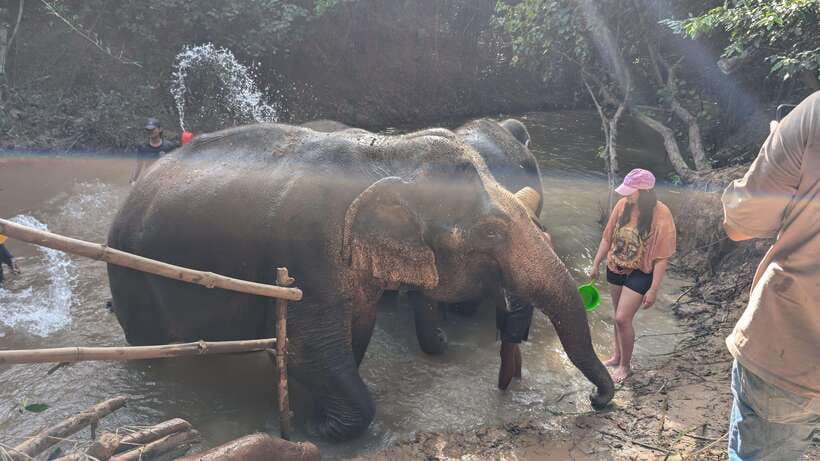 Cambodia Elephant Sanctuary Include Hotel Transfer Roundtrip - Snack feeding with specially crafted handmade bites