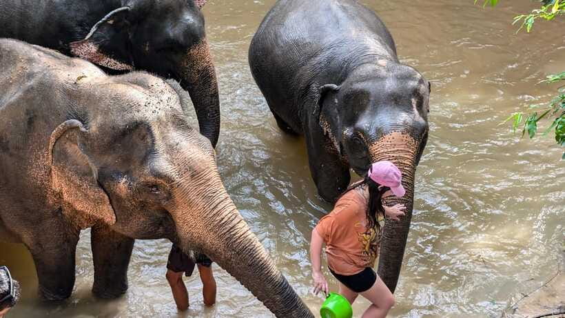 Cambodia Elephant Sanctuary Include Hotel Transfer Roundtrip - Breaks, photos, and guided viewing: the pace that keeps it from feeling rushed