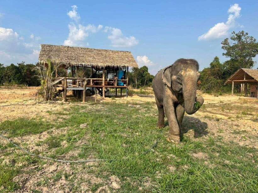 Cambodia Elephant Sanctuary Include Hotel Transfer Roundtrip - Cambodia Elephant Sanctuary in Siem Reap: what makes this experience different