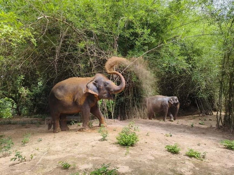 Cambodia Elephants Haft Day Experiences from Siem Reap - Key things to know before you go