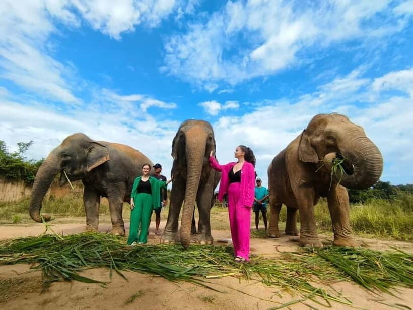 Cambodia Elephants Haft Day Experiences from Siem Reap - Cows for Cambodia Farm: guided walking, wildlife spotting, and local snacks
