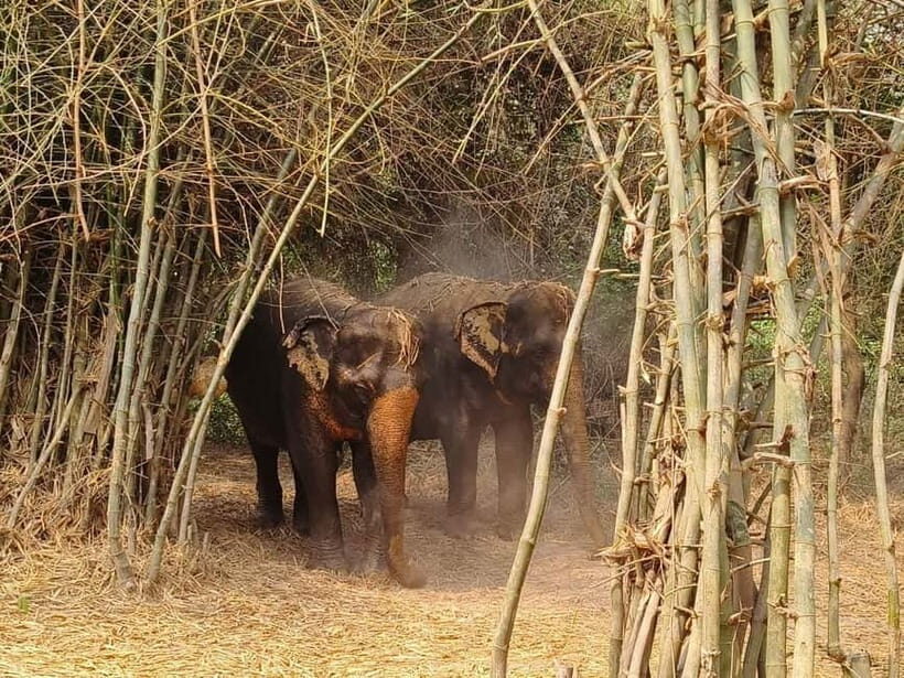 Cambodia Elephants Haft Day Experiences from Siem Reap - Feeding time: meal preparation and learning elephant diets