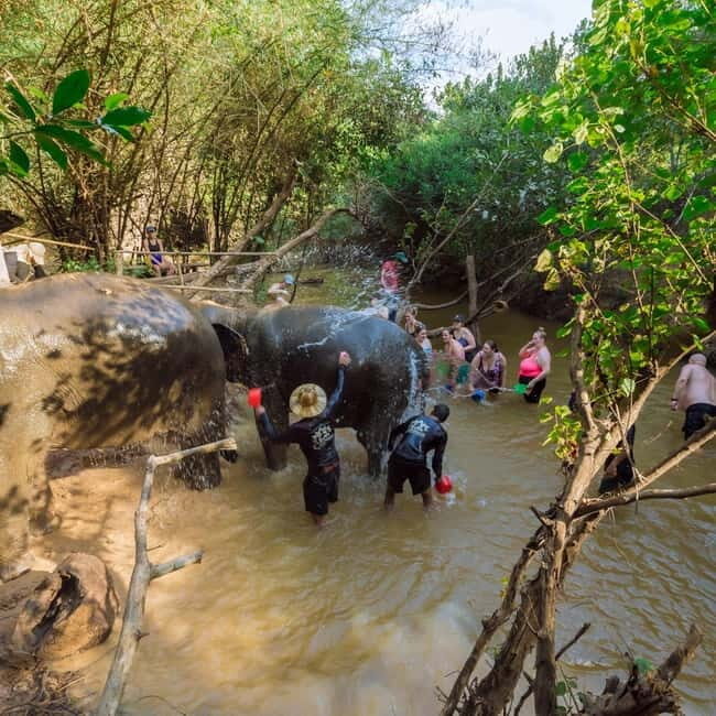 Cambodia Elephants Haft Day Experiences from Siem Reap - Mud bath and behavior watch: the “close but calm” moment