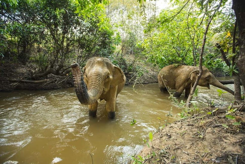 Cambodia Elephants Haft Day Experiences from Siem Reap - Seasonal fruits and downtime: a gentler finish