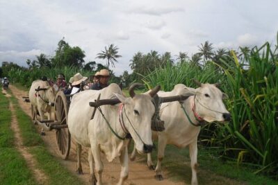Cambodian Cooking Class and Oxcart Ride with Local Village Tour - The Tuk-Tuk Pickup and Your Guide: Small Group, Real Communication