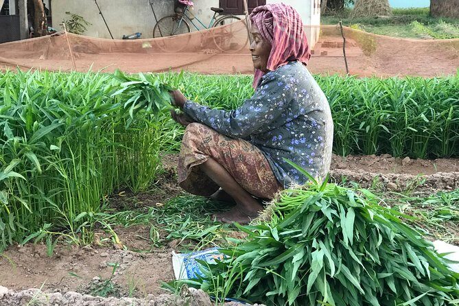 Cambodian Village Life Tour with Lady Tuk Tuk & Local Guide - Krabei Riel Village Rhythm: Gardens, Work, and a Market Mood