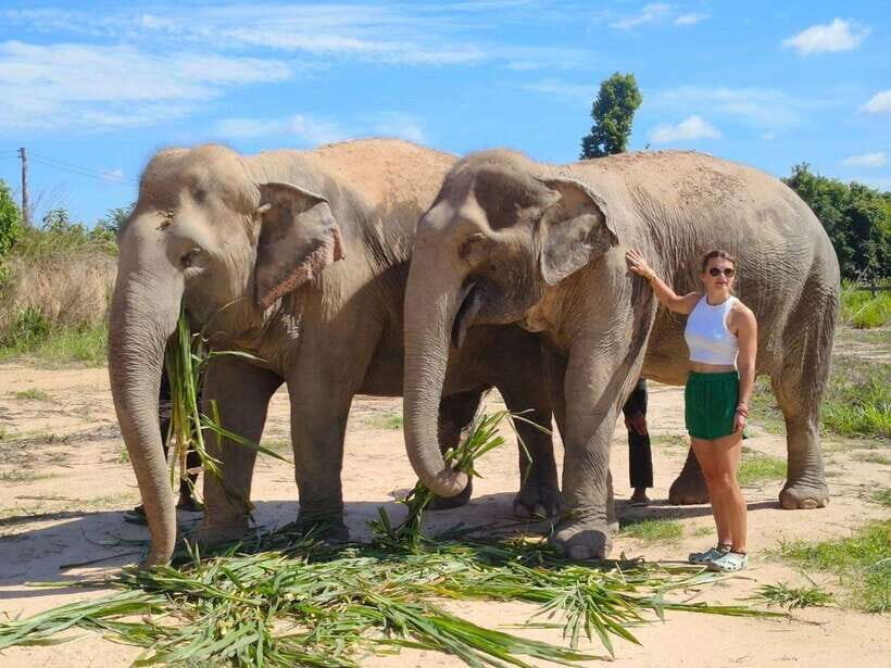 Elephant Sanctuary Cambodia, Pickup and drop off included - Quiet Observation: Watching Social Elephants Do Their Thing