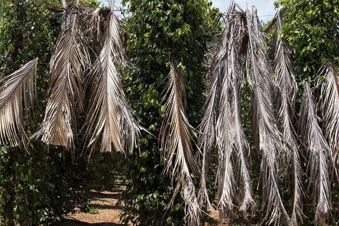 Exploring the Best of Kampot and Kep in a Full-Day Tour - Price and Value: Why $55 Can Feel Like a Good Deal