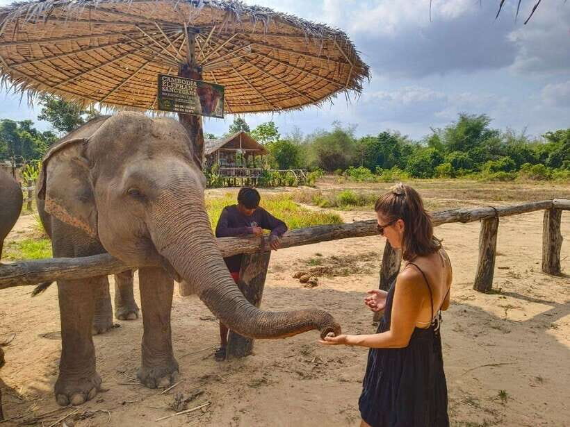 From Siem Reap: Elephant Sanctuary Experience with Transfers - Mud Bath Time: When You Join, the Elephants Still Choose