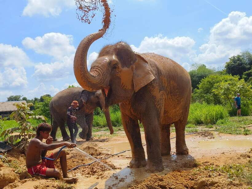 From Siem Reap: Elephant Sanctuary Experience with Transfers - The Rest Break: Coffee, Fruit, and What Your Money Supports