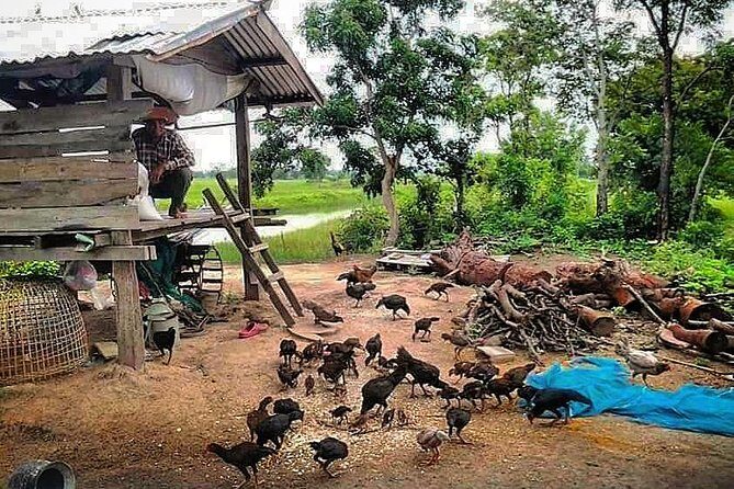 Full-day: Wat Banan. Old bamboo train. Bat Cave. Killing cave - Price and What You Should Budget in Real Life