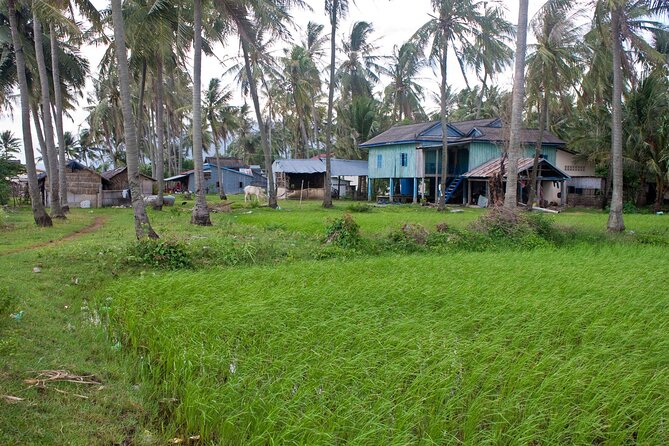 Half-Day Adventure to the Pepper Farm by Scooter - Kampot pepper farm: what you’ll learn before the next bite