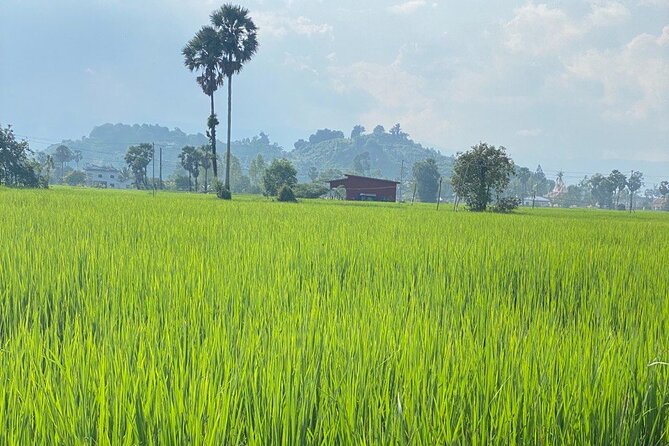 Half-Day Adventure to the Pepper Farm by Scooter - Price and value: is $30 worth it?