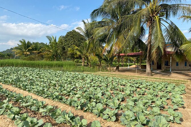 Half-Day Adventure to the Pepper Farm by Scooter - Who this half-day scooter tour suits best