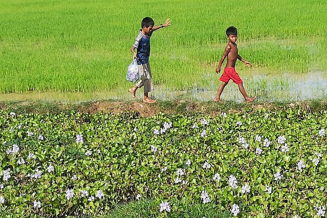 Half Day Floating Village ( Mechrey) & Tole Sap Tour - Rice paddies, birds, and the Tonlé Sap seasonal rhythm