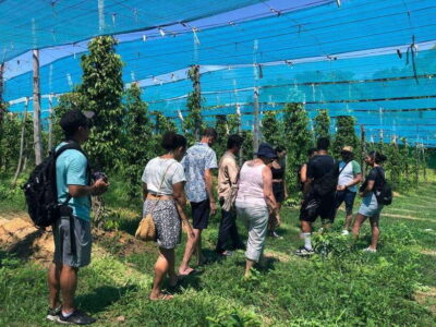 Kampot Pepper Farm, Salt Fields, Crab Market from Phnom Penh - Kampot Town: colonial architecture, river views, and the right kind of walking