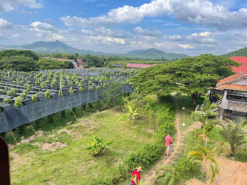 Kampot Pepper Farm, Salt Fields, Crab Market from Phnom Penh - Transport, comfort, and guide quality you can actually count on
