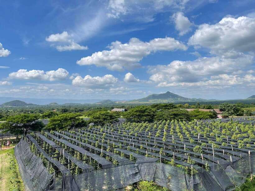 Kampot Pepper Farm, Salt Fields, Crab Market from Phnom Penh - Price and value: what you’re paying for and what you’ll want to add